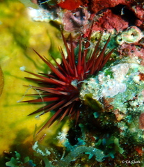 Echinometra lucunter