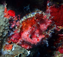 Spondylus americanus