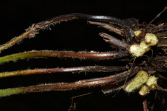 Dennstaedtia appendiculata