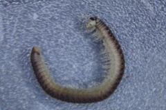 Cylindroiulus truncorum