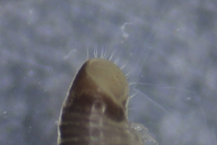 Cylindroiulus truncorum