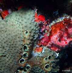 Smenospongia conulosa