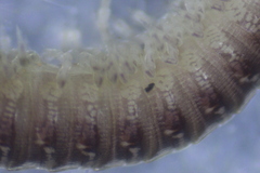 Cylindroiulus truncorum