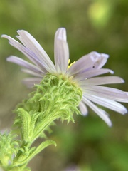 Symphyotrichum anomalum