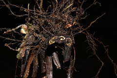 Dennstaedtia appendiculata