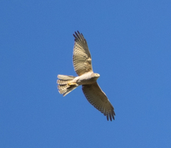 Accipiter fasciatus