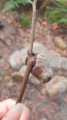 Apiomorpha variabilis