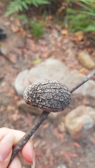 Apiomorpha variabilis