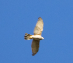 Accipiter fasciatus