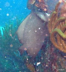 Pomacanthus arcuatus