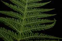 Dennstaedtia appendiculata