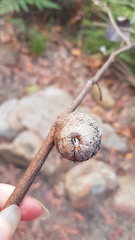 Apiomorpha variabilis