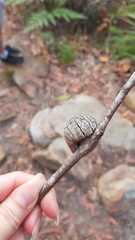 Apiomorpha variabilis