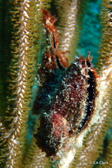 Pteria colymbus