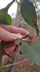 Apiomorpha rosaeformis