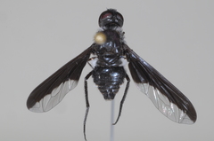 Anthrax angustipennis