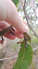 Apiomorpha rosaeformis