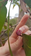 Apiomorpha rosaeformis