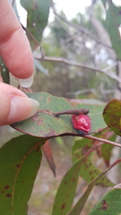 Apiomorpha rosaeformis
