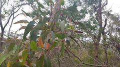 Apiomorpha rosaeformis