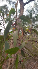 Apiomorpha rosaeformis