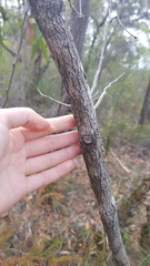 Apiomorpha rosaeformis