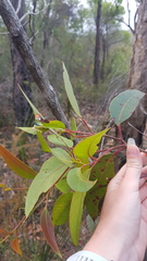 Apiomorpha rosaeformis