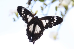 Danaus affinis