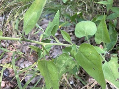 Symphyotrichum anomalum