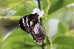 Danaus affinis