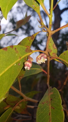 Apiomorpha rosaeformis