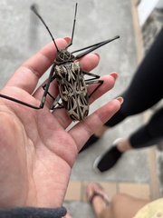 Acrocinus longimanus