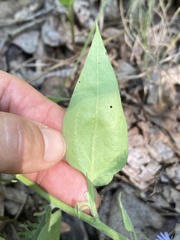 Symphyotrichum anomalum