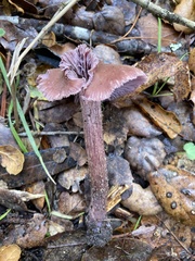 Laccaria amethysteo-occidentalis