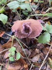 Laccaria amethysteo-occidentalis