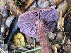 Laccaria amethysteo-occidentalis