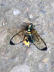 Gymnelia