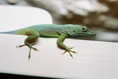Anolis grahami