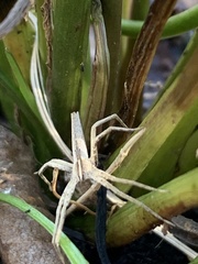 Pisaurina dubia