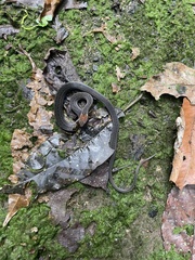 Amastridium veliferum