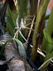 Pisaurina dubia