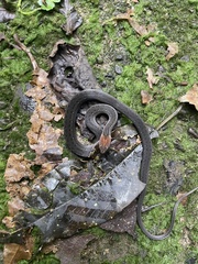 Amastridium veliferum