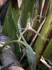 Pisaurina dubia