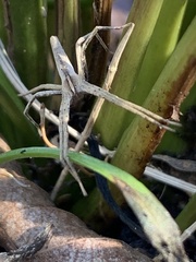 Pisaurina dubia