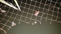 Pelodryadidae