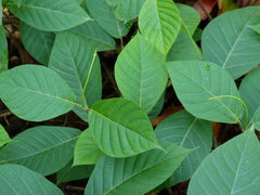 Chonemorpha fragrans