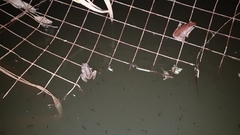 Pelodryadidae