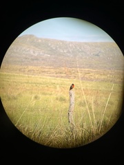 Leistes superciliaris