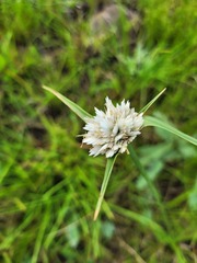 Cyperus niveus leucocephalus