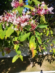 Clerodendrum quadriloculare